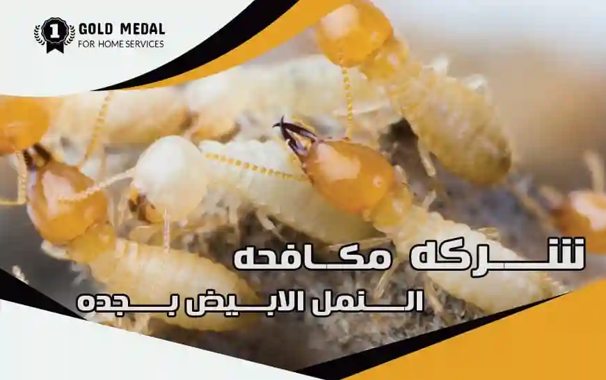 شركة مكافحة النمل الابيض بجدة